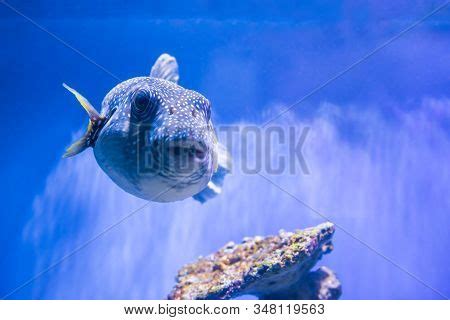 Fugu Fish Nature Image & Photo (Free Trial) | Bigstock