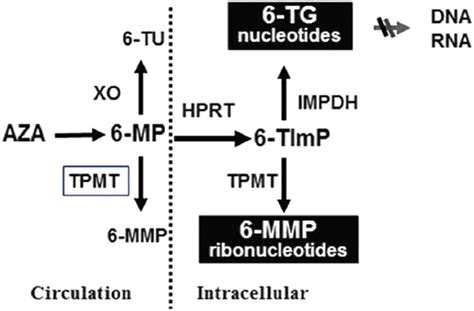 thiopurine metabolic pathway. | Download Scientific Diagram