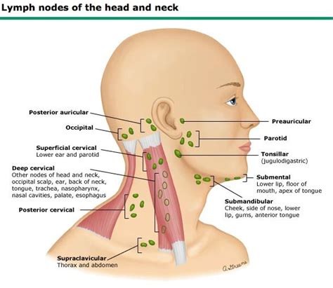 Lymph Drainage Massage, Lymphatic Massage, Swollen Lymph Nodes, Symptoms Of Neck Cancer, Anatomy ...