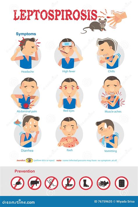 Leptospirosis Symptoms And Prevention Infographic Vector Illustration ...