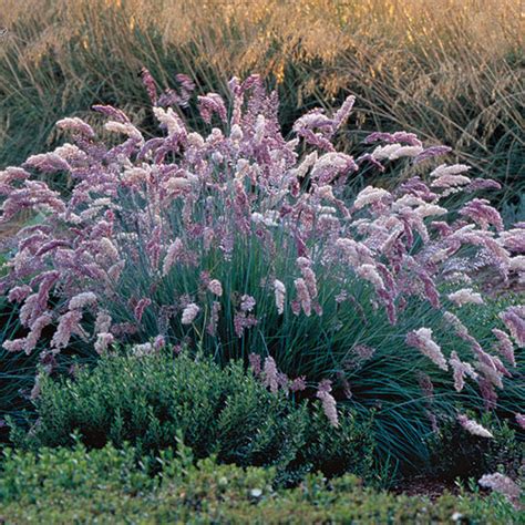 9 New and Unusual Grasses - FineGardening