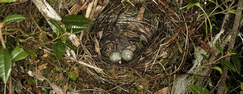 forest bird nesting | Vermont Center for Ecostudies