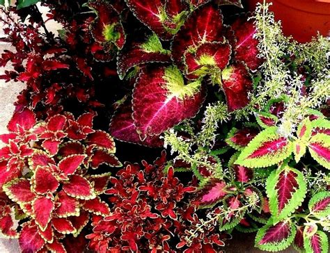 Coleus Assorted | PLANTS WHITSUNDAY