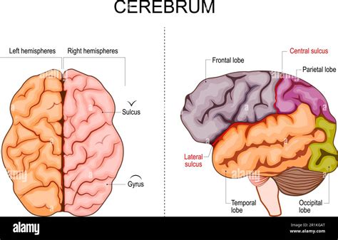 Human brain structure. Hemispheres and lobes of the cerebral cortex. frontal, temporal ...