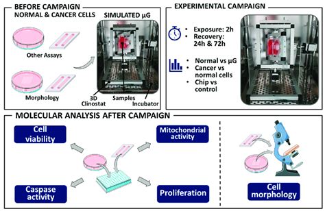 The schematic representation of the procedure of simulated microgravity... | Download Scientific ...