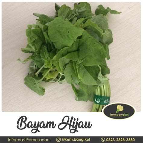 Mewarnai Sayur Bayam - Edukasi Kita