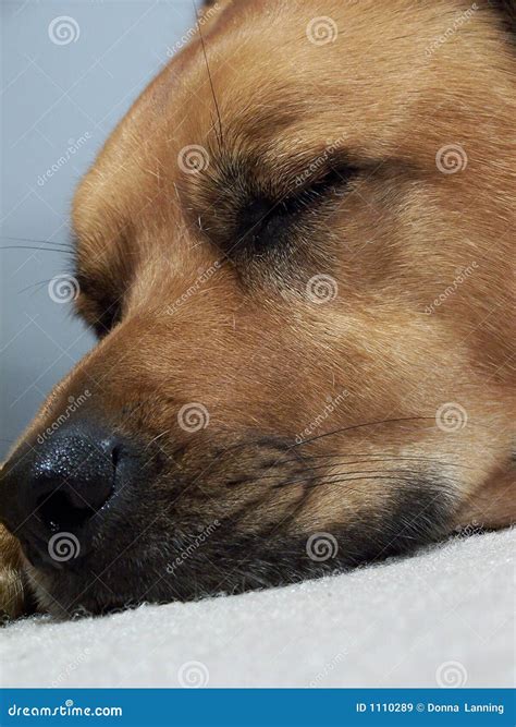 Dog snoot stock image. Image of black, canine, perro, hair - 1110289