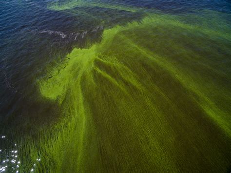 Algae Bloom in Lake Erie