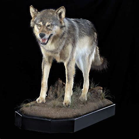 Timber Wolf01 - First Class Trophy - TaxidermyFirst Class Trophy – Taxidermy