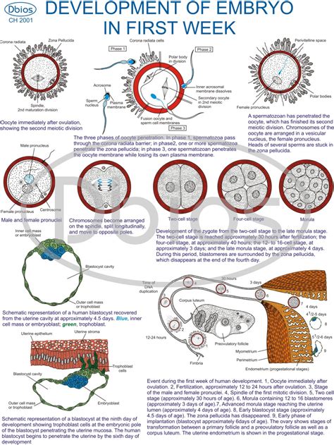 Embryology Charts – For Classes, Not Masses