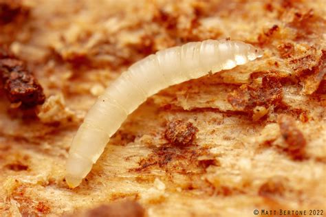 midge larva (Cecidomyiidae) | Camptomyia | Matt Bertone | Flickr