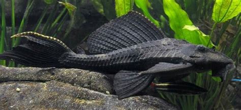 Tropical Aquarium, Aquarium Fish, Pleco Fish, Plecostomus, Tropical Freshwater Fish, Floating ...