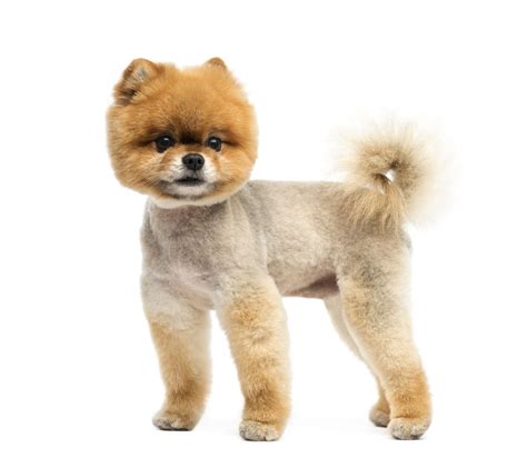 Pomeranian Teddy Bear Haircut Styles