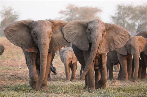 Under poaching pressure, elephants are evolving to lose their tusks | Elephant, African elephant ...