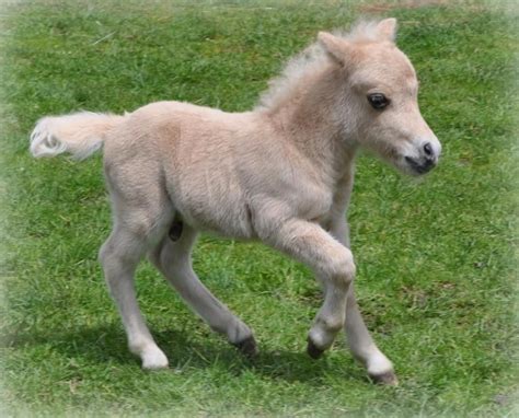 Baby Horse Pictures