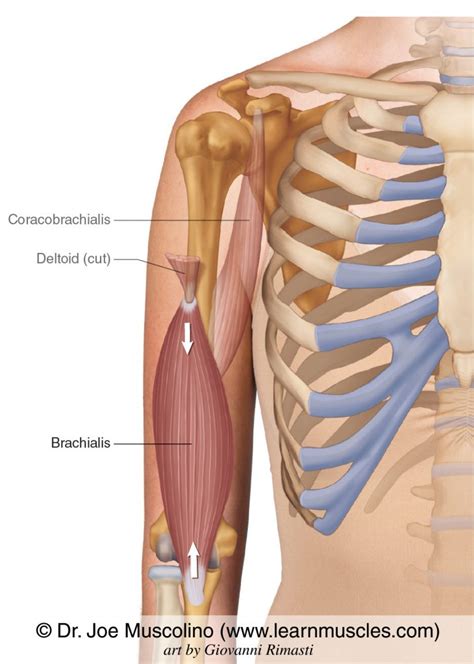 Brachialis - Learn Muscles