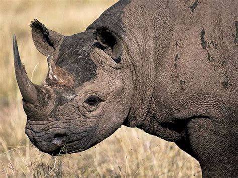 Black Rhinoceros