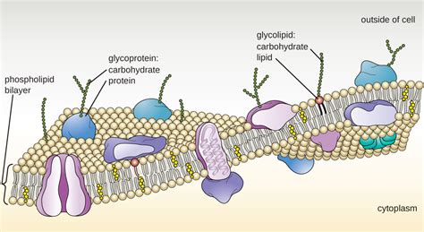 3.4: Unique Characteristics of Eukaryotic Cells - Biology LibreTexts