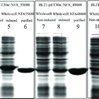 Western blot analysis of five recombinant proteins using rabbit ...