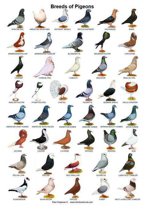 A4 Posters. Pigeons 44 Breeds, Homers, Tumblers, Tipplers, Etc - Etsy | Pigeon breeds, Pet ...