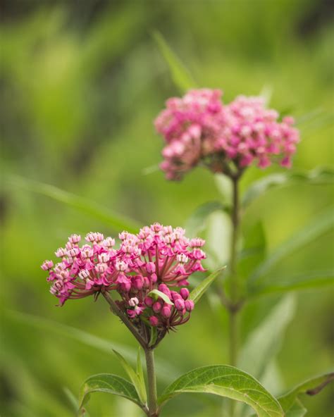 Asclepias incarnata swamp milkweed — Ontario Native Plant Nursery ...