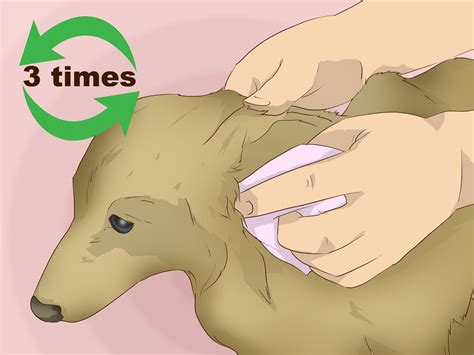 How to Make an Oatmeal Bath for a Dog: 12 Steps (with Pictures)