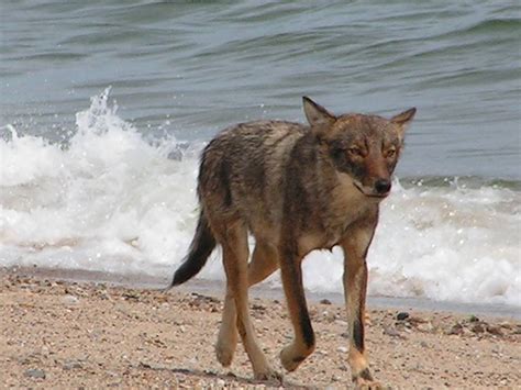 Cape Cod Coyotes vs. Wolves: What do we have here? | Cape Cod Wildlife Calling Guide Service