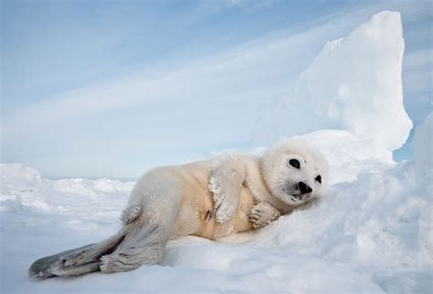 Harp seal pup : Biological Science Picture Directory – Pulpbits.net