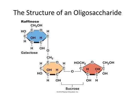 Oligosaccharides Definition, Benefits, Food Examples, 58% OFF