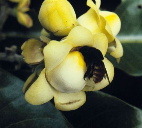 Brazil Nut Tree Flower and Pollinator