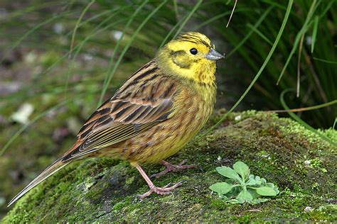 Yellowhammer ~ Animals World