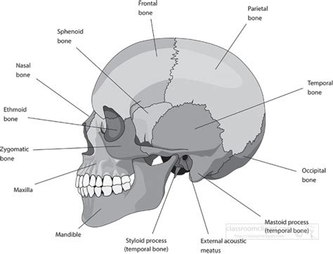 Skull Diagram Labeled