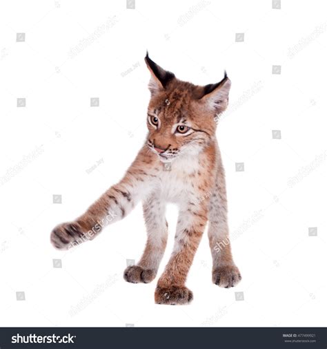 Eurasian Lynx Cub On White Stock Photo (Edit Now) 477499921