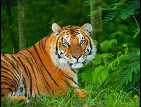 Tiger Animals Of The World, Animals And Pets, Huggies Diapers, Apex Predator, Pingu, Big Cats ...