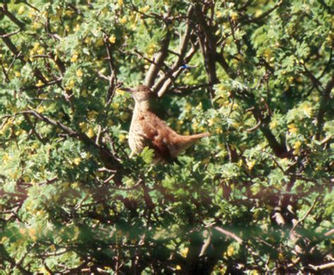 The Encyclopedia of Saskatchewan | Details