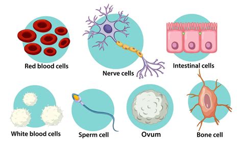 Cell Differentiation & Specialisation Revision Notes & Practice Quiz ...