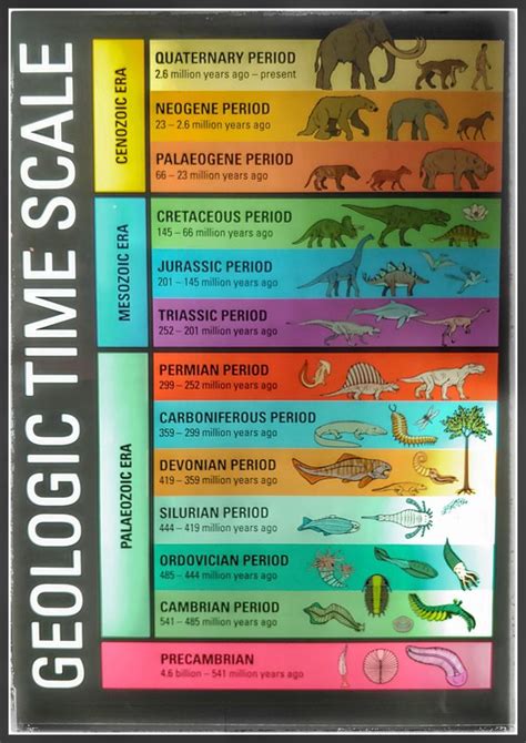 Geological Time Table Of Evolution Animals | Elcho Table