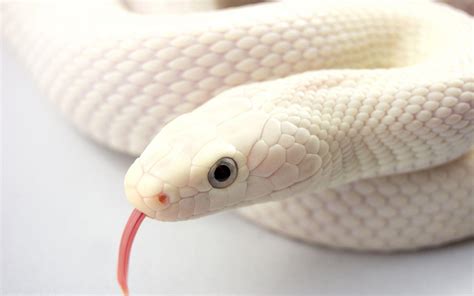 White Snake Wallpapers - Wallpaper Cave