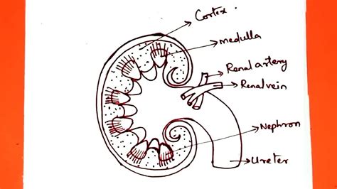 How To Draw A Kidney Easy