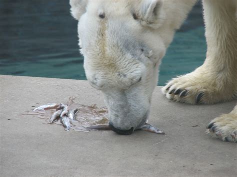 Polar Bear Eating Fish | Polar bear, Bear, Polar