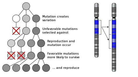 Microevolution - Definition, Causes, Examples - Biology Notes Online