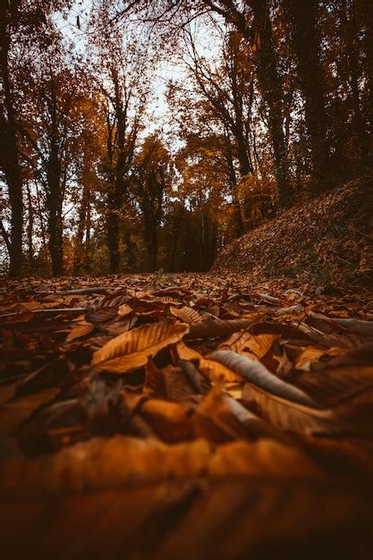 Premium Photo | Orange forest in autumn