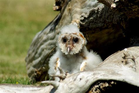 Baby Barn Owl Photograph by John Turner