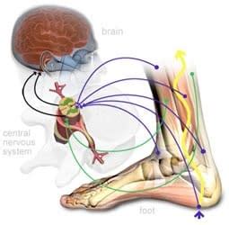 Proprioception & Balance Exercises - Pain Free Physiotherapy