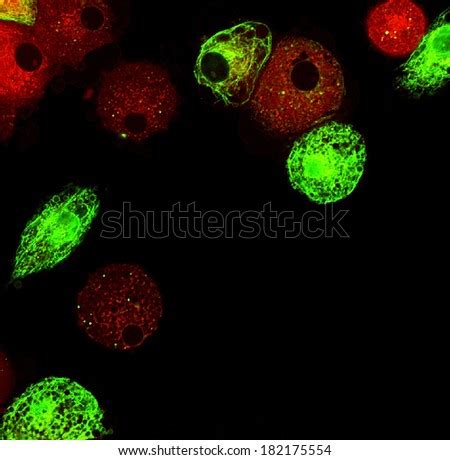 Dendritic Cell Stock Images, Royalty-Free Images & Vectors | Shutterstock