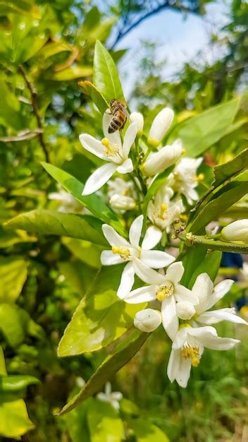 Premium Photo | Fresh orange tree blossom, citrus fruit flower