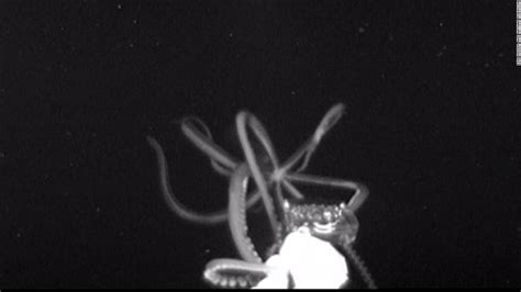 Watch a giant squid caught on camera - CNN Video