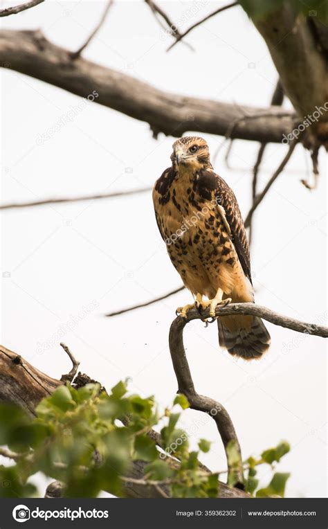 Beautiful Falcon Natural Habitat Stock Photo by ©jill@ghostbear.org ...