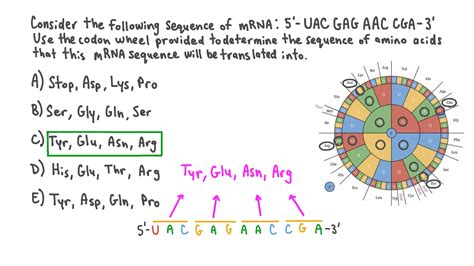 Question Video: Determining the Sequence of Amino Acids from mRNA | Nagwa