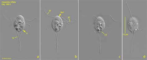 Hexamita inflata – Real Micro Life